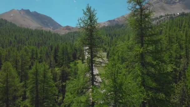 AERIAL: Prachtige dennenbossen en rotsachtige bergen omringen de rechte weg. — Stockvideo