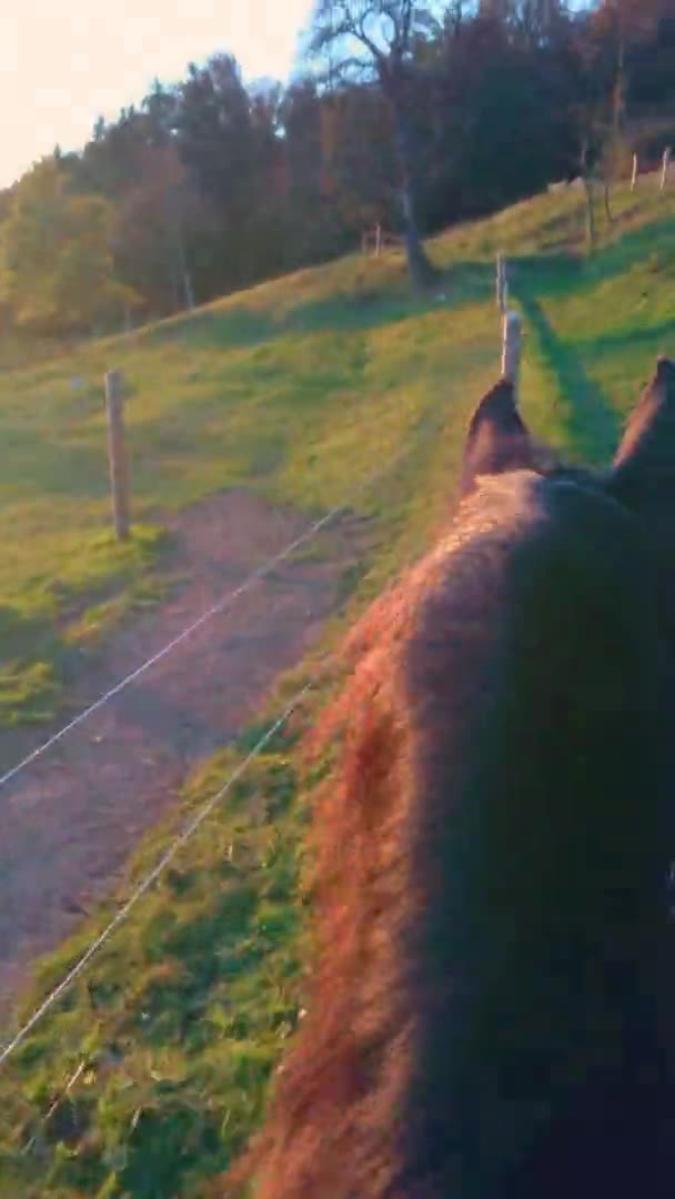 POV VERTICAL: Impresionante vista de montar a caballo hacia el bosque al amanecer . — Vídeo de stock