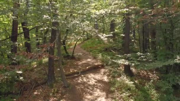 AÉRIAL : Voler au-dessus d'un étroit sentier forestier alors que les vitesses extrêmes des cyclistes descendent .