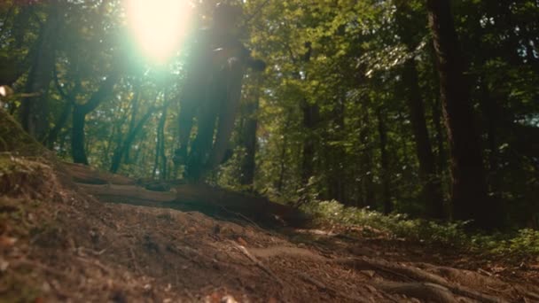 SLOW MOTION Solstrålar skina genom trädkronorna och på cyklisten fortkörning nedförsbacke — Stockvideo