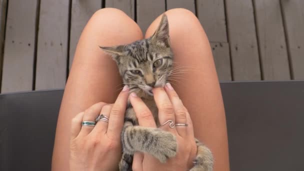 POV: Peta en söt kattunge i knät medan det lekfullt biter fingrarna. — Stockvideo