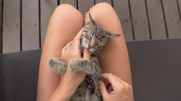 POV: Coçar um gatinho no colo e brincar com as orelhas peludas e a cabeça. — Vídeo de Stock