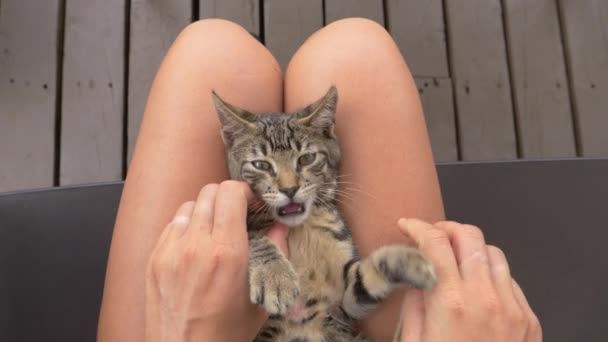 POV: Jugando con un gatito pequeño mientras se sienta en tu regazo, acariciando su barriga . — Vídeos de Stock