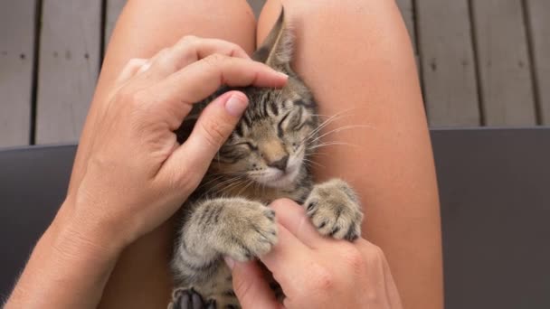 当小猫坐在你的腿上，抚摸它，它慢慢地睡着了. — 图库视频影像