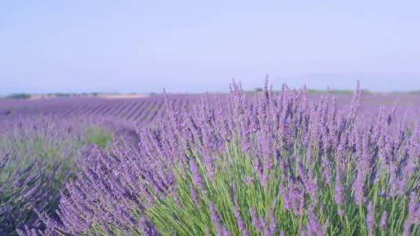 CLOSE UP: Atemberaubende Aufnahme farbenfroher Lavendelfelder in der sonnigen Provence, Frankreich — Stockvideo