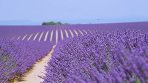 SLOW MOTION: Aromatische lavendelvelden in de Provence bloeien onder de lentezon. — Stockvideo