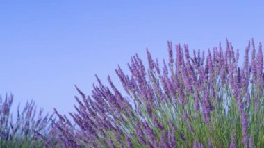 Aromatik açan lavanta, hafif bahar esintisinde sallanıyor..