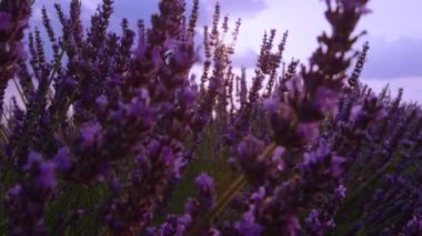 Güneşli Provence 'de aromatik mor lavanta çalısı manzarası.