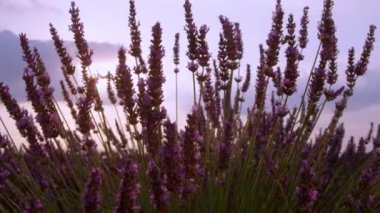 Violet lavanta sapı sallanıyor resimli altın güneş ve gökyüzünde.