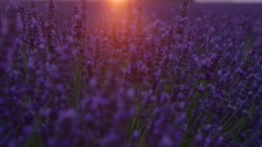 Canlı lavanta tarlaları altın batan güneş tarafından aydınlatılır..