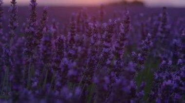 Canlı lavanta tarlaları, yükselen altın güneş tarafından aydınlatılır..