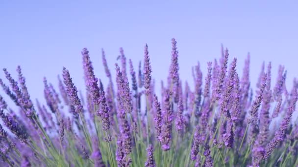 SLOW MOTION: Fragrant lavender shrub in Provence sways in the gentle summer wind — Stock Video