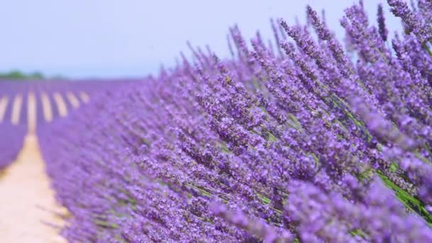 Sluiten omhoog: Mooie violette stengels van lavendel zachtjes bewegen in de zomerwind. — Stockvideo