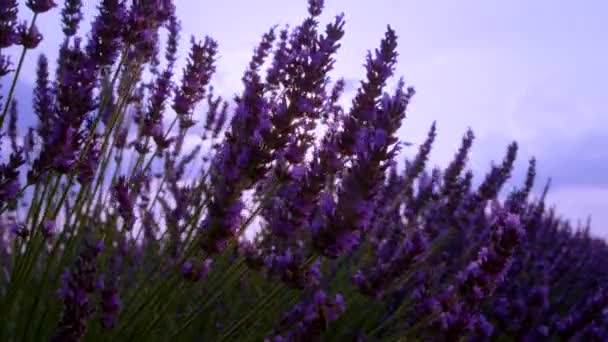 LENS FLARE: Jarní sluneční paprsky svítí na kvetoucí stonky levandule v Provence — Stock video