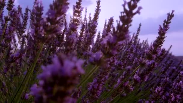 SUN FLARE: Summer sunbeams shine on the violet stalks of lavender in Provence — Stock Video