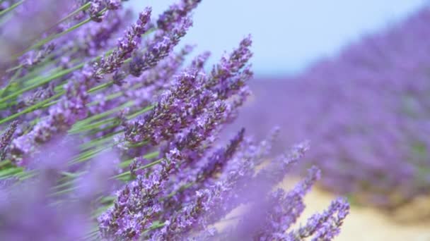 ZAMKNIJ DOF: Zdjęcia niekończących się rzędów aromatycznych krzewów fioletowych we Francji — Wideo stockowe