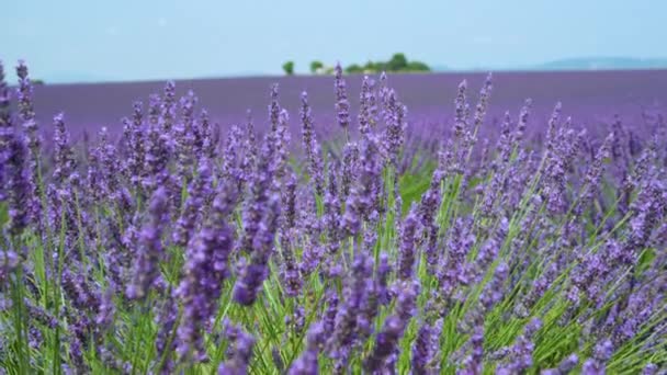SLOW MOTION: Herrlich aromatischer Lavendel erstreckt sich in die weite Landschaft. — Stockvideo