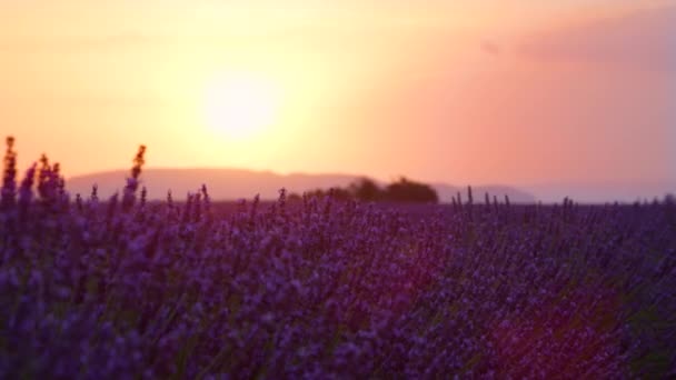 LENS FLARE: Os raios de sol dourados da noite brilham através dos talos de lavanda oscilantes — Vídeo de Stock