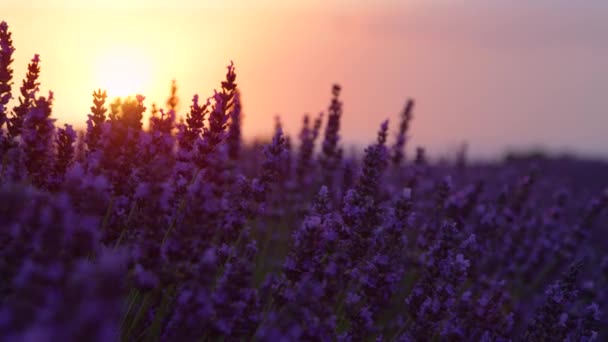CLOSE UP: Sonnenuntergang erhellt blühende Lavendelfelder in der französischen Landschaft — Stockvideo