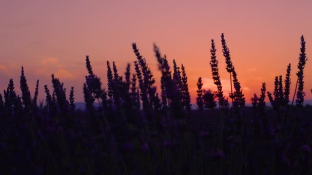 CERRAR: Los campos púrpuras de lavanda se iluminan suavemente después de la puesta del sol . — Vídeo de stock