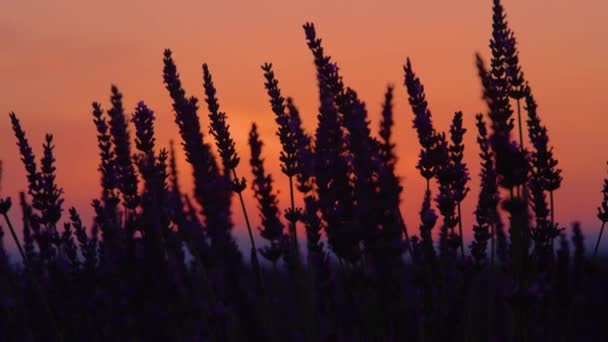 CLOUP:春の日の出に紫のラベンダーの茎のシルエットの詳細ビュー. — ストック動画