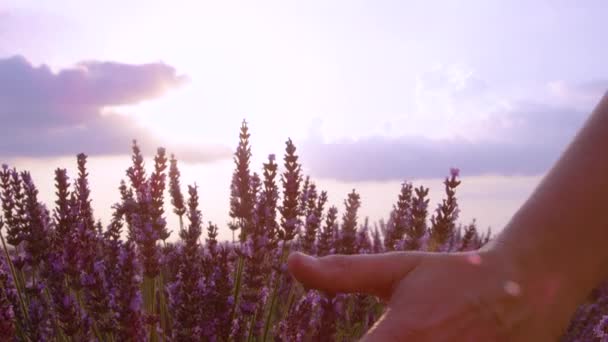 LEZÁRÁS: Felismerhetetlen személy átfogja a kezét a virágzó levendulán. — Stock videók