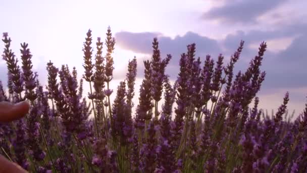 LUZ SOL: Los rayos del sol de la noche brillan en la mano de la hembra tocando un arbusto de lavanda — Vídeos de Stock