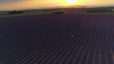 Gün batımında dişi turistlerin üzerinde uçarak lavanta sıraları boyunca yürürler..