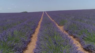 Yumuşak yaz rüzgarları, açan uzun lavanta sıralarında eser..