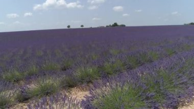 Mor lavanta tarlasının üzerinden uçarak uzaktaki küçük eve doğru gidiyor.