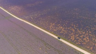 Provence 'deki güzel çiçek açan lavanta tarlaları boyunca koyu renkli araba yol alır.