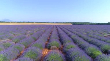 Güneşli Provence 'deki renkli kırsal arazinin insansız hava aracı görüntüsü