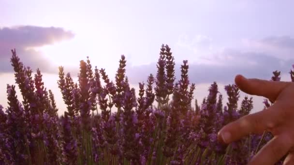 LENS FLARE: felismerhetetlen személy megérinti az aromás virágzó levendula bokor. — Stock videók