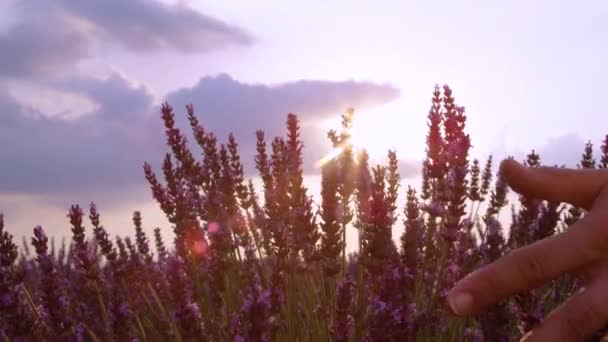 FERMETURE : Une personne méconnaissable qui explore les champs de lavande en Provence . — Video