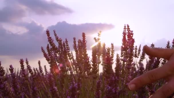 FECHAR: Pessoa irreconhecível explorando os campos de lavanda na Provença . — Vídeo de Stock