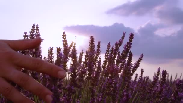 FLARE SOL: Los rayos de sol brillan a través de los tallos de lavanda balanceándose mientras la persona pasa — Vídeos de Stock