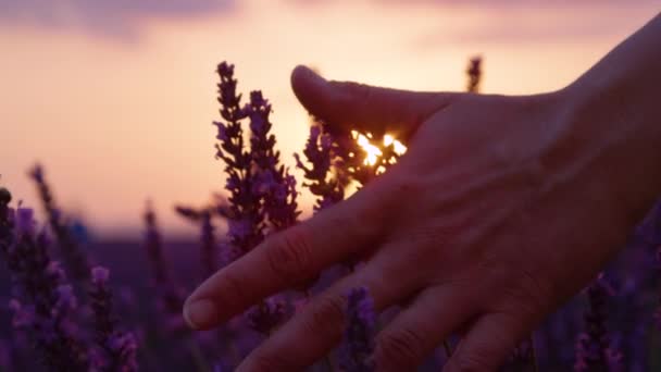 Медленное движение: Молодой человек накидывает руку на лавандовый кустарник на рассвете . — стоковое видео