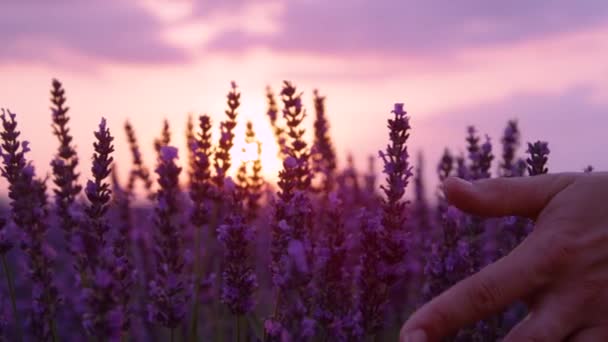 FECHAR-SE: Mulher irreconhecível toca os talos de lavanda florescendo aromático . — Vídeo de Stock