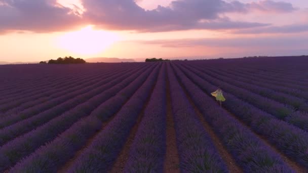 AERIAL: Zachód słońca oświetla fioletowe łąki i dziewczyna zwiedzanie Prowansji. — Wideo stockowe