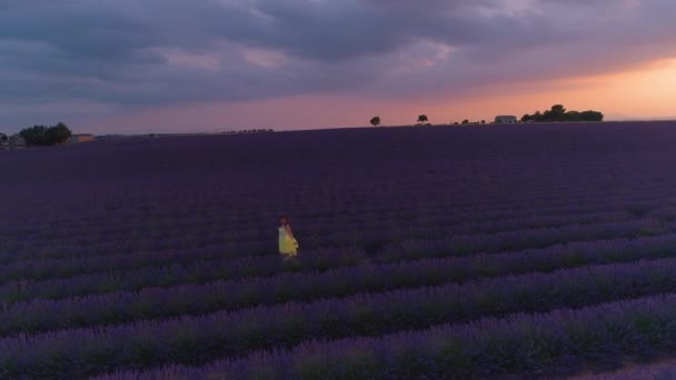 AERIAL: Radosny turysta cieszy się wschodem słońca na malowniczych polach lawendy. — Wideo stockowe