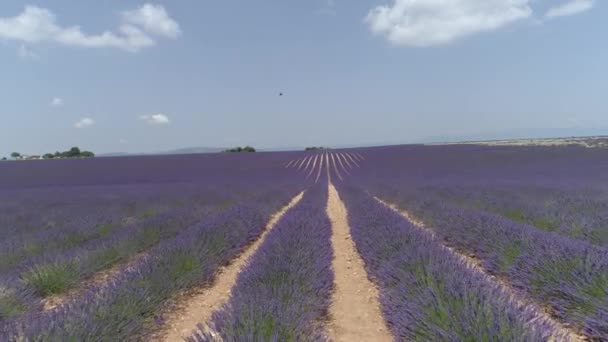 Provence 'ın uçsuz bucaksız kokulu lavanta tarlalarıyla sinematik manzarası. — Stok video