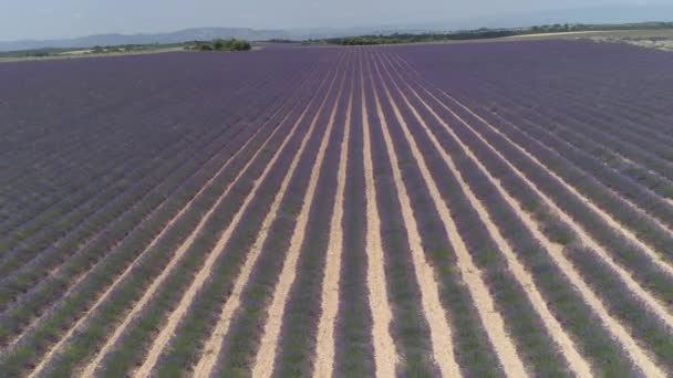 AERIAL: Espectacular vista de drones de largas filas de lavanda en flor en el verano . — Vídeos de Stock