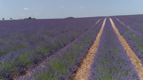 DRONE:夏の風に揺れる紫色の低木の上を飛んで畑を横切って吹く. — ストック動画