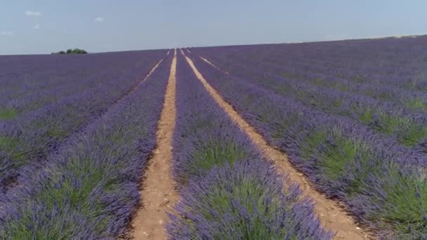 AERIAL: Adembenemend uitzicht op lange rijen bloeiende lavendel in de zomer — Stockvideo