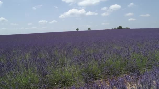 DRONE: magasan repül egy lélegzetelállító levendulamező felett az idilli Provence-ban. — Stock videók