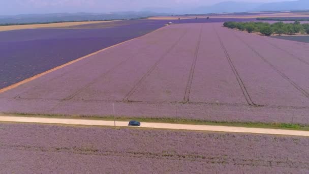 특별: 라벤더밭을 가로지르는 경치좋은 도로를 따라 차를 몰고 다닌다. — 비디오