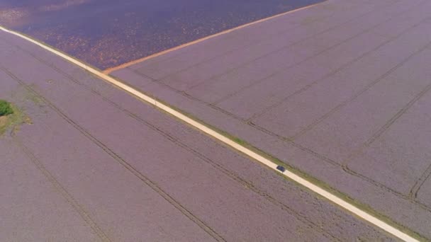 エリアル:フランスの絵のように美しい紫色の田舎をドライブするSUVの観光客. — ストック動画