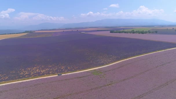 DRONE : Les voyageurs explorent une belle campagne couverte de lavande en fleurs . — Video