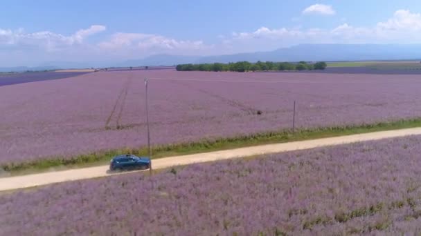 AERIAL: Auto projíždí malebnou venkovskou cestou přes pole levandule — Stock video