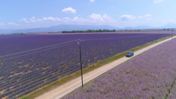 DRONE: Travelers on car journey drive past the colorful fields of lavender. — Stock Video